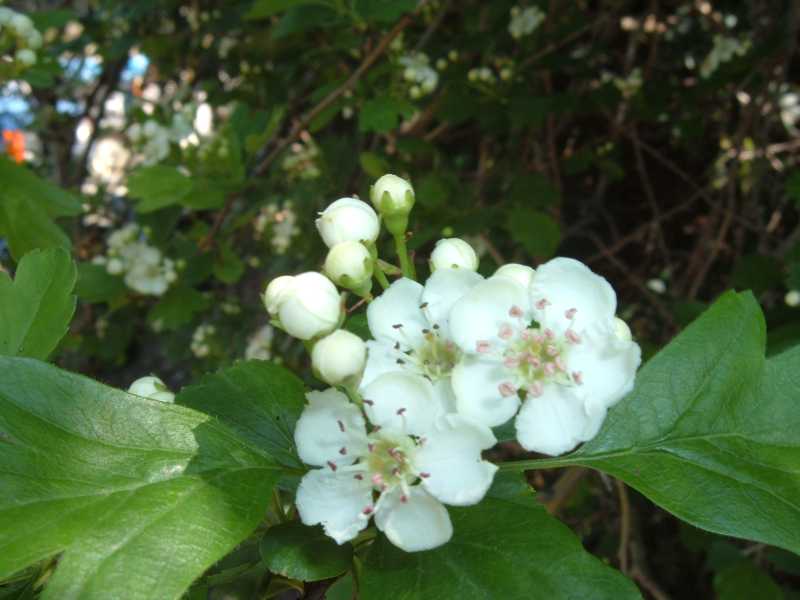 Crataegus monogyna - Biancospino